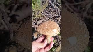 Edible mushrooms #shortvideo #trending #mushrooms #garden