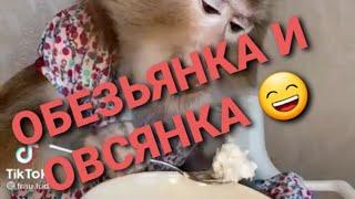 ОБЕЗЬЯНКА И ОВСЯНКА!Смешные видео с животными #shorts