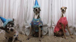 dog birthday