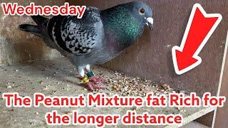 The Peanut Mixture | Fat Rich For the Longer Distance | Breeding update | Racing Pigeons |