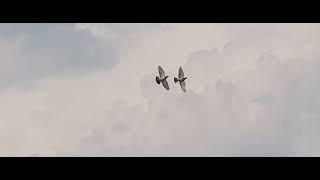 TWO BIRDS FLYING IN THE SKY 4K