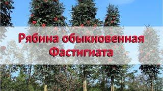 Рябина обыкновенная Фастигиата  Обзор: посадка и уход. крупномеры рябины: описание и особенности