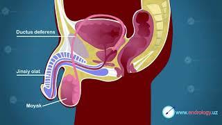 Erkak reproduktiv a'zolari
