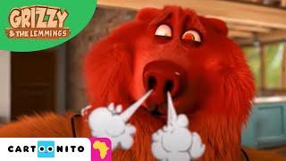 Grizzy and the Lemmings | Red HOT | Cartoonito Africa