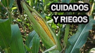 Cuidados Y Riego Del Cultivo Del Maiz || La Huertina De Toni