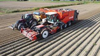 New Dewulf Enduro | Aardappels Rooien | Potato Harvest | kartoffelernte| Oogst 2022