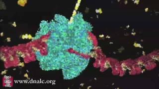 DNA Transcription (Basic)