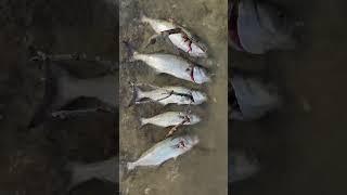 Big Bluefish: NO STRINGER…no problem!