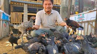 4 CARA TERNAK AYAM KAMPUNG UNTUK PEMULA! DIJAMIN MENGUNTUNGKAN!