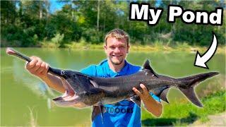 I Stocked Giant Monster Fish in My Pond!