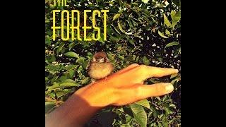 The Forest ► КРОЛИК АААААААА ► №1