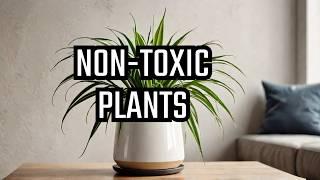 Top 10 Indoor Plants Safe for Cats and Dogs | Non-Toxic Indoor plants for Pets