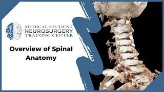 Overview of Spinal Anatomy