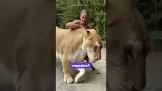 Meet the Liger: World's Largest Big Cat Hybrid of Lion and Tige