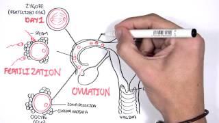 Embrology - Day 0 7 Fertilization, Zygote, Blastocyst