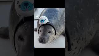 Извините #seal #memes #популярный #cute #тюлень #edit #funny #animals #мем