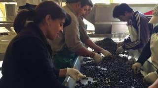 Double Sorting grapes