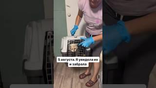 Херсонские кошки. Читайте пост в комментах. #домашниеживотные #кошки #животные