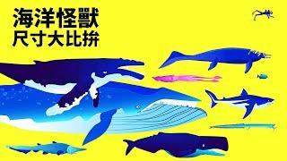 巨齒鯊vs.藍鯨：誰是No.1海中巨人