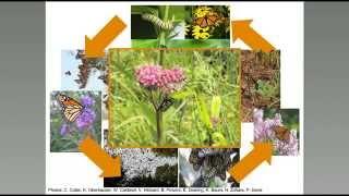 Monarch Biology and Conservation Basics