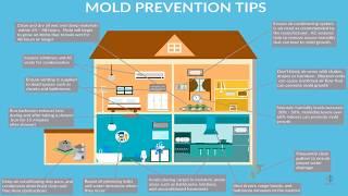 How To Prevent Mold in Your Home: Proven Mold Prevention Tips for  Homes