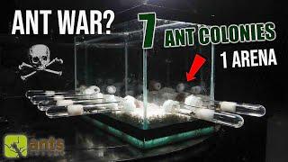 7 ANT COLONIES in 1 ARENA: ANT WAR or JOIN FORCES?