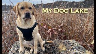 Meet Lake, My Yellow English Lab