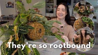 Maranta & Calathea Repot Day Part 1 | 6 Plants🪴