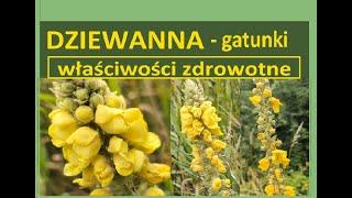 Dziewanna - właściwości zdrowotne, zastosowanie. Jak rozpoznać.