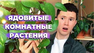 ТОП 5 Ядовитых Комнатных Растений » Самые Популярные и Распространённые