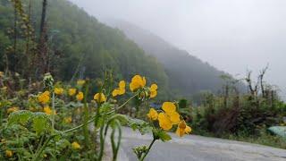 A humid spring day, planting yacon and a lot of fresh greens~ (Life in the Korean countryside)