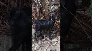 ATIK BOSS GOAT FORM 