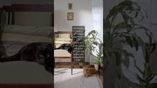The Whisker Chronicles A Blog for AilurophilesWelcome fellow feline fanatics As an...