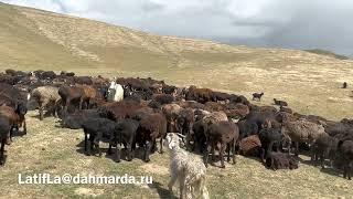 Гиссарские овцы и аборигенные САО Таджикистана саги дахмарда Кароматулло из селения Вистан