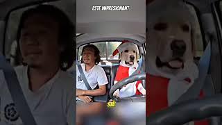 Un Catelus INTELIGENT #curiozități #shorts #trending #emotional