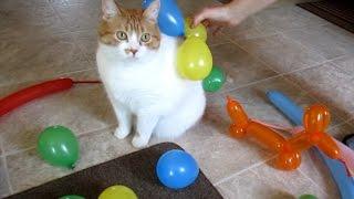 Cat VS Static Electricity