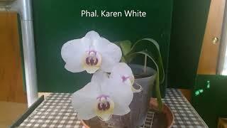 orchid Phal Karen White