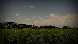 Tranquil Village ASMR: Nighttime White Noise with Animal Sounds for Rest and Relaxation