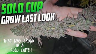 Last Look at The Solo Cups Before I Chop Them, Spiderfarmer SF-2000 & 2x2 Tent