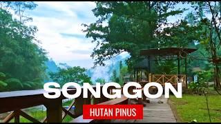 SONGGON HUTAN PINUS I MENELUSURI HUTAN PINUS DESA SUMBER ARUM SONGGON BANYUWANGI