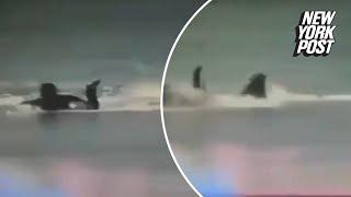 Horrible moment surfer is mauled by great white shark that bit off his leg