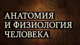 Анатомия и физиология человека. Лекция 1