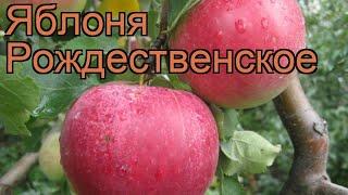 Яблоня обыкновенная Рождественское (malus)  обзор: как сажать, саженцы яблони Рождественское