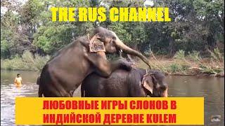 Как размножаются слоны спаривание слонов How elephants breed Индия Гоа