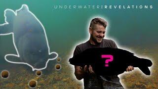 Underwater Revelations | Linch Hill | Scott Lloyd