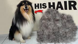 HUUUUUGE UNDERCOAT REMOVAL Deshedding Rough Collie Grooming