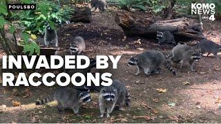 Woman's home overrun by over 100 raccoons after 3 decades of feeding them