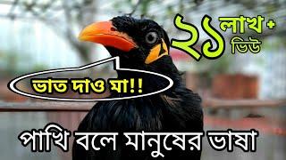 কথা বলা ময়না পাখি। kotha bola moina pakhi। Talking birds।। pet birds