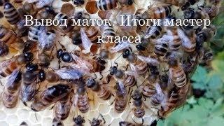 Вывод пчелиных маток. Итоги мастер-класса.