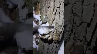 Foraging Oyster Mushrooms at Nighttime in the Winter Woods